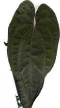 Load image into Gallery viewer, Anthurium Papillilaminum x Red Vein Dark Phoenix with dark velvet leaves and red midrib
