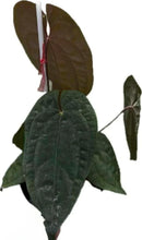 Load image into Gallery viewer, Anthurium Papillilaminum x Red Vein Dark Phoenix with dark velvet leaves and red midrib
