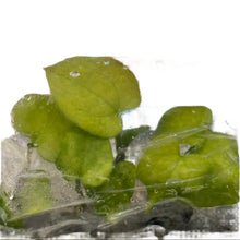 Load image into Gallery viewer, Anthurium Papillilaminum x Red Vein Dark Phoenix mint variegated tissue culture plant with velvety mint-green foliage.
