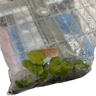 Anthurium Papillilaminum x Red Vein Dark Phoenix mint variegated tissue culture plant with velvety mint-green foliage.
