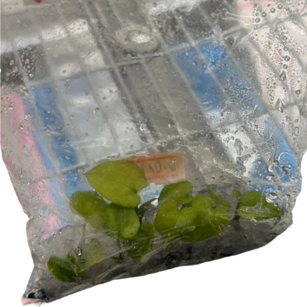 Anthurium Papillilaminum x Red Vein Dark Phoenix mint variegated tissue culture plant with velvety mint-green foliage.