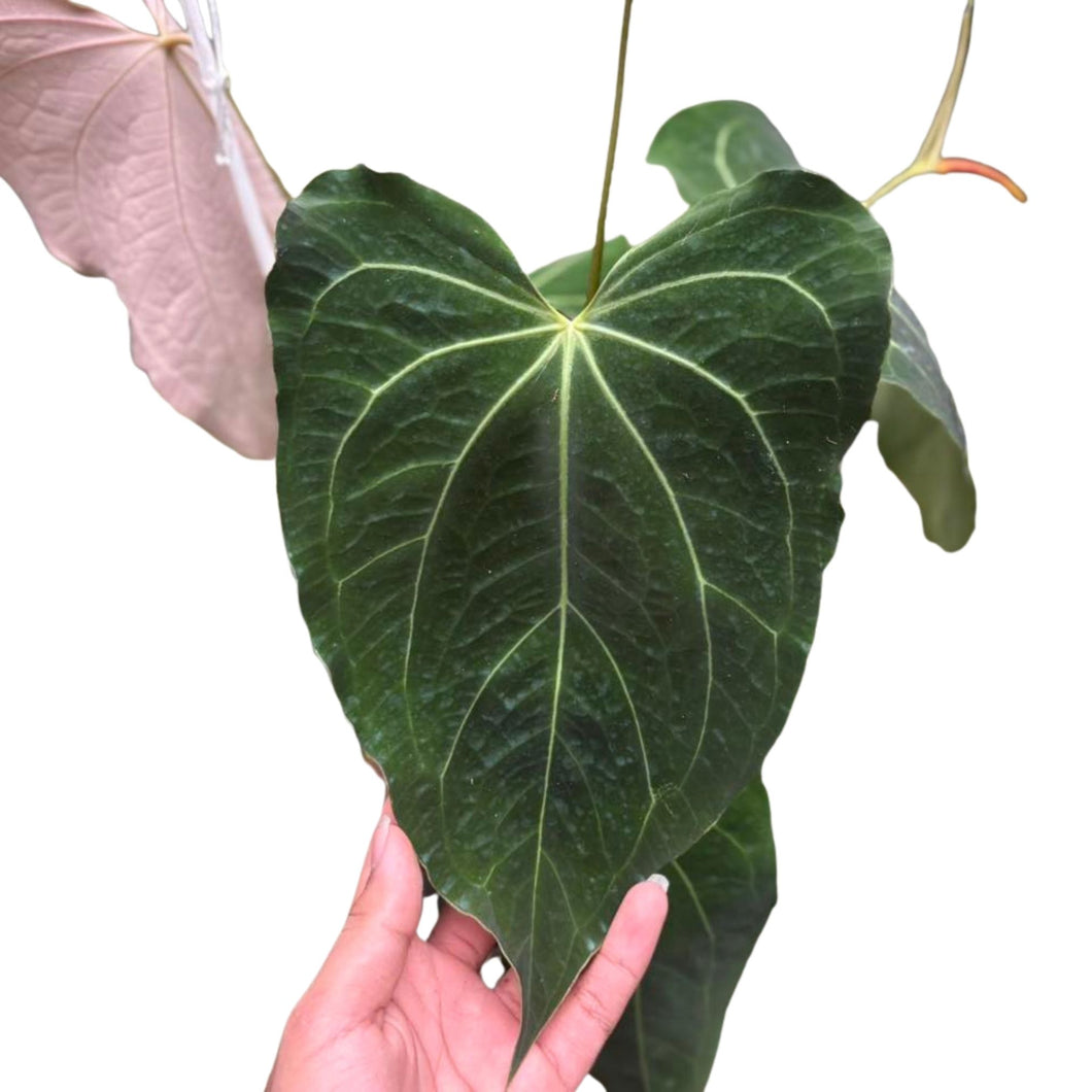 Close-up of Anthurium Papillilaminum x (Zara x Michelle) showing large heart-shaped, veined leaf
