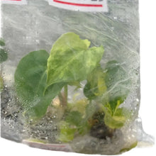 Load image into Gallery viewer, Anthurium Pterodactyl Hybrid x Zara x Michelle aurea variegated tissue culture plant with golden variegation.
