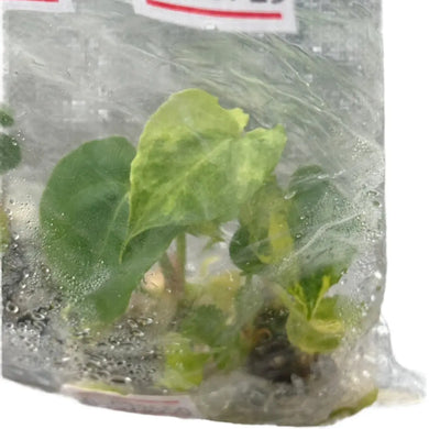 Anthurium Pterodactyl Hybrid x Zara x Michelle aurea variegated tissue culture plant with golden variegation.