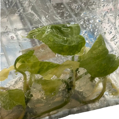 Anthurium Pterodactyl hybrid x Luxurians aurea variegated tissue culture plant with golden-yellow marbled leaves.