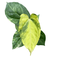 Load image into Gallery viewer, Anthurium Queen Crystallinum Aurea Hybrid with heart-shaped leaves and bright yellow-green aurea variegation.
