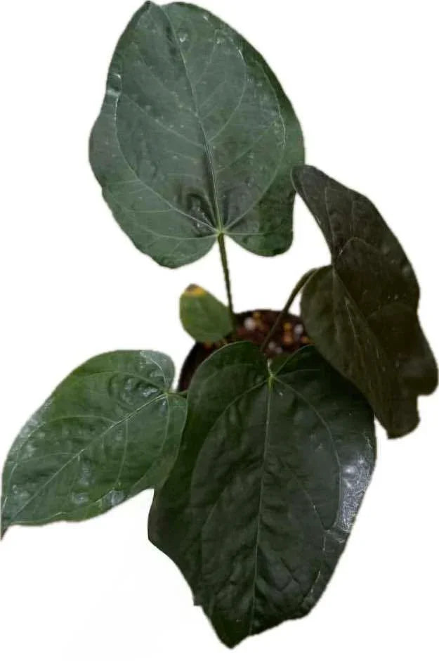 anthurium velvety heart Anthurium Queen of Heart (QOH) – TEG