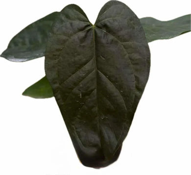Close-up of Anthurium Queen of Heart with dark burgundy heart-shaped leaves