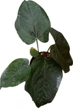Load image into Gallery viewer, Anthurium Queen of Heart with dark burgundy heart-shaped leaves
