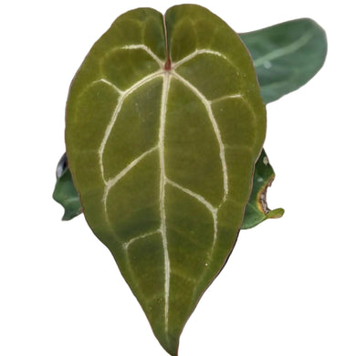 Anthurium Red Crystallinum x Carlablackiae with velvety dark leaves and prominent white veins.