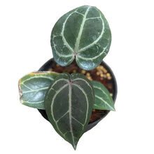 Load image into Gallery viewer, Anthurium red crystallinum with velvety red leaves and white-red veins
