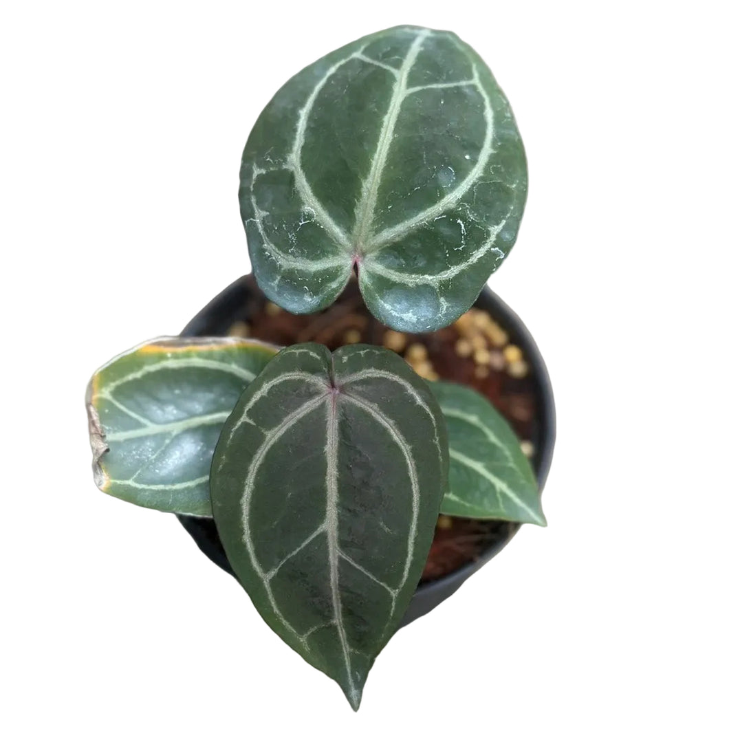 Anthurium Red Crystallinum (RC) | Bold Veined Velvet Leaf Beauty