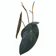 Load image into Gallery viewer, Anthurium Red Vein Dark Phoenix with dark velvety leaves and subtle red veining 
