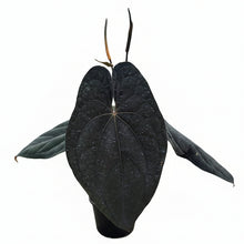Load image into Gallery viewer, Anthurium Red Vein Dark Phoenix with dark velvety leaves and subtle red veining 
