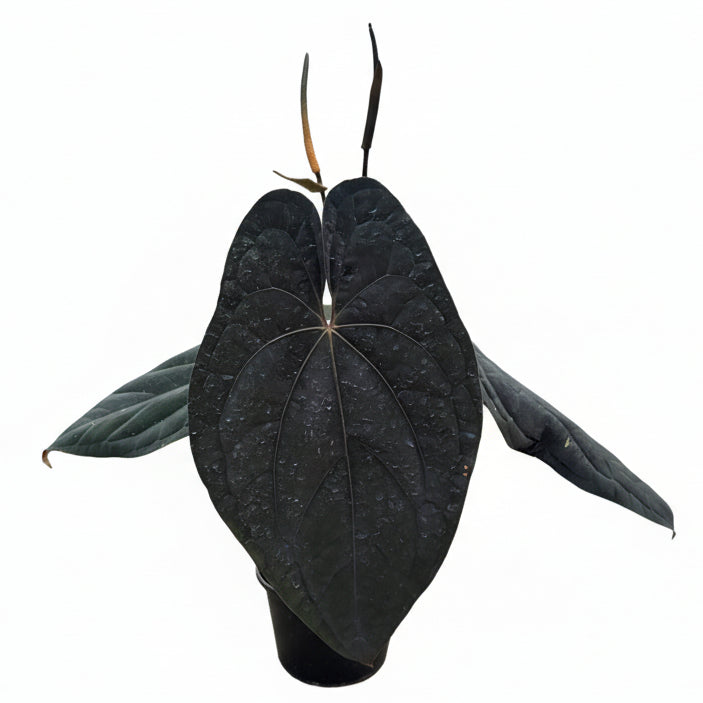 アンスリウム RVDP Anthurium Red Vein Dark Phoenix (RVDP) – TEG | Rare Foliage Plant