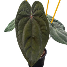 Load image into Gallery viewer, Anthurium Red Vein Dark Phoenix (RVDP) with dark velvety leaves and red central veins in a pot.

