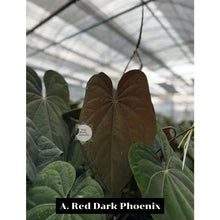 Load image into Gallery viewer, Anthurium Red Vein Dark Phoenix (RVDP) with dark velvety leaves and red central veins in a pot.
