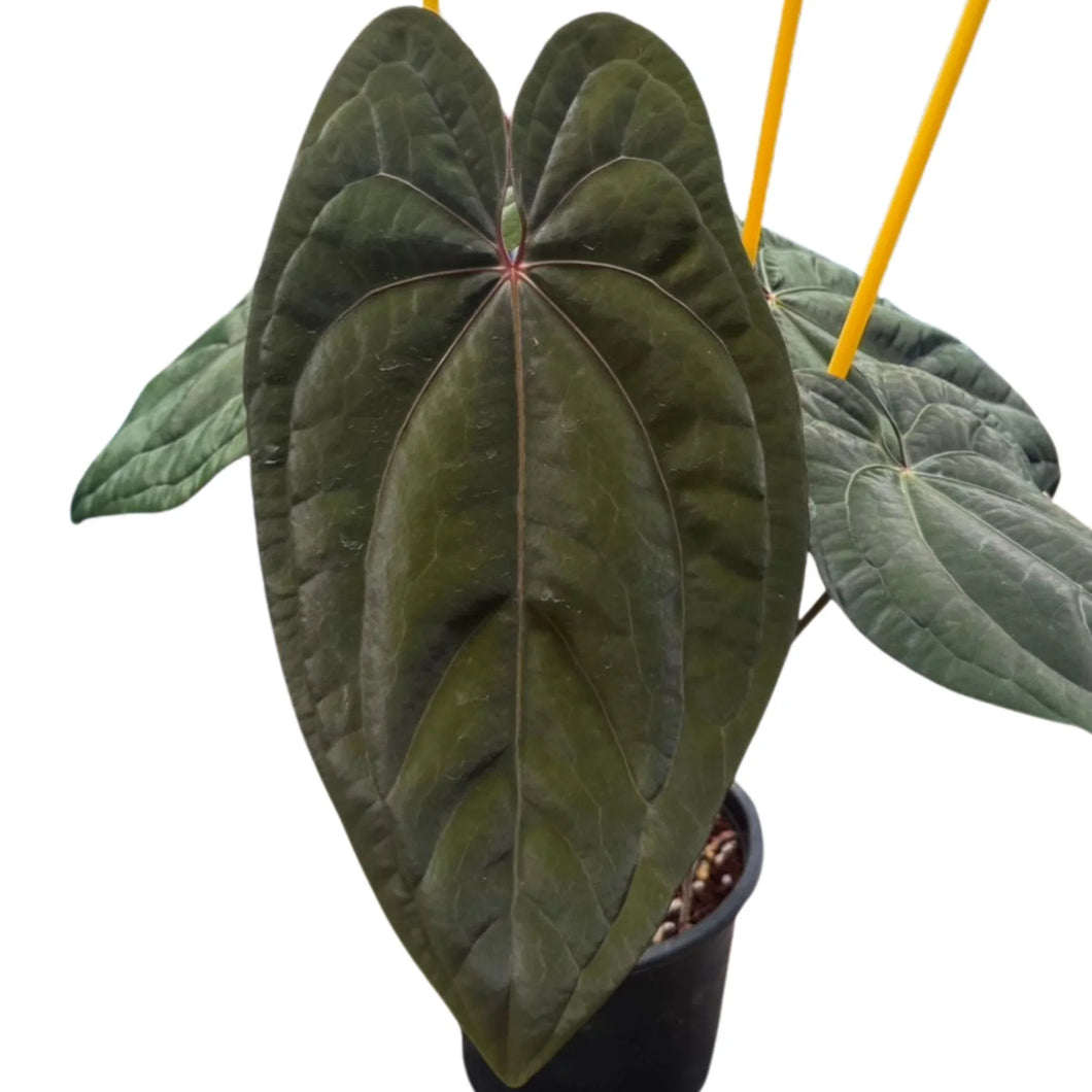Anthurium Red Vein Dark Phoenix (RVDP) with dark velvety leaves and red central veins in a pot.