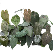Load image into Gallery viewer, Anthurium Red Vein Dark Phoenix hybrid plant with dark green leaves and red veins in a pot

