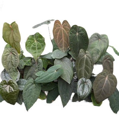 Anthurium Red Vein Dark Phoenix hybrid plant with dark green leaves and red veins in a pot