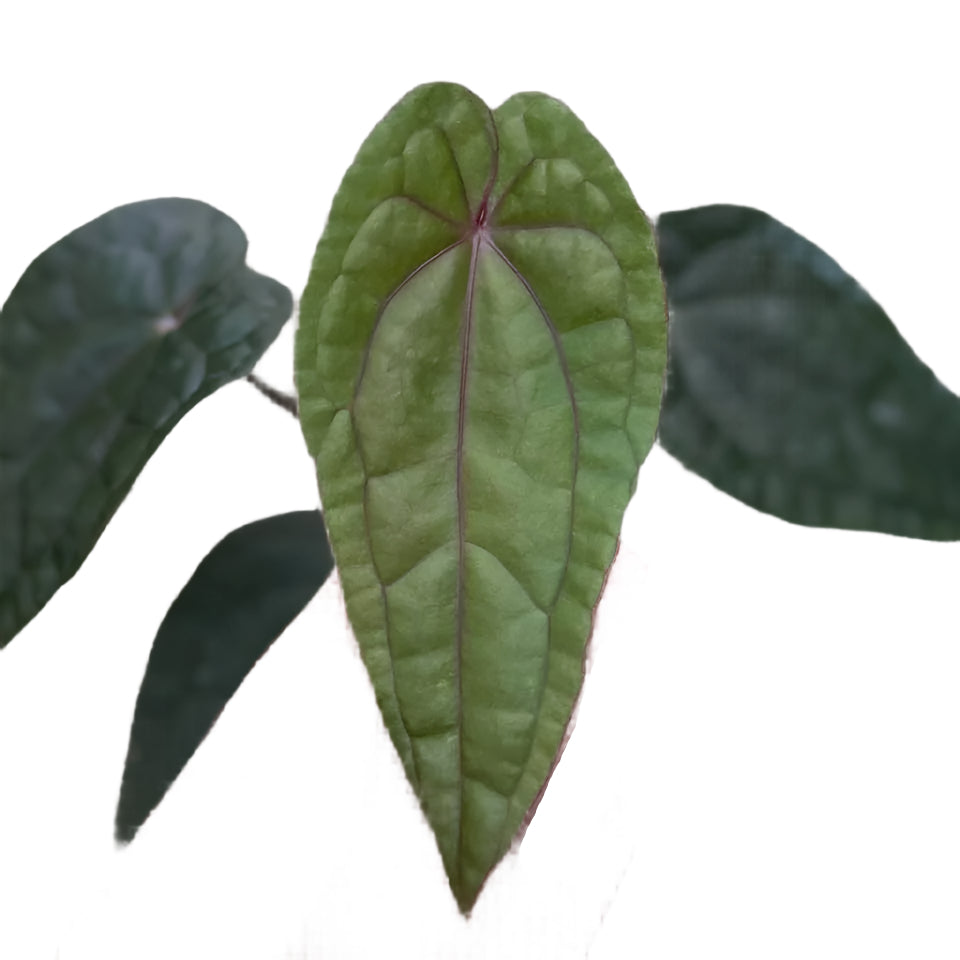 Anthurium Red Vein Dark Phoenix (RVDP) x Luxurians with dark quilted heart-shaped leaf and red veins.