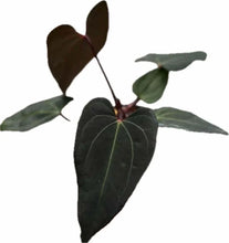 Load image into Gallery viewer, Anthurium X-ray Thai hybrid with black velvety leaves and pale green veins.
