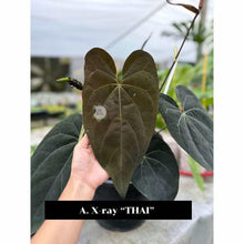 Load image into Gallery viewer, Anthurium X-ray Thai hybrid with black velvety leaves and pale green veins.
