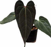 Load image into Gallery viewer, Anthurium X-ray Thai hybrid with black velvety leaves and pale green veins.
