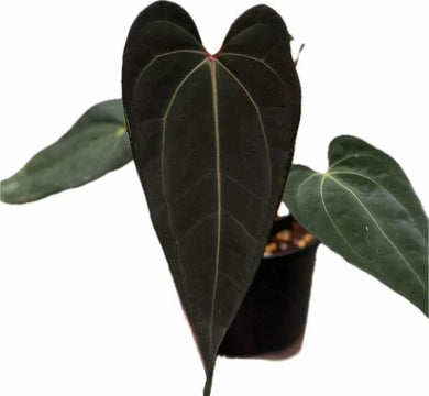 Anthurium X-ray Thai hybrid with black velvety leaves and pale green veins.