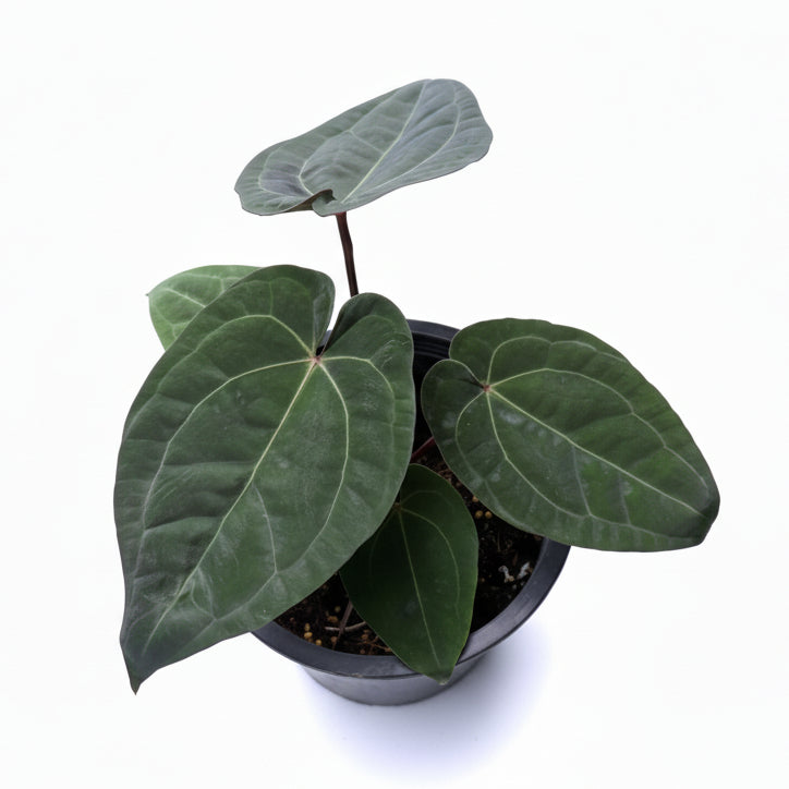 varentiy♡ Anthurium (Zara x Michelle) x RVDP - TEG | Rare Aroid – Thai
