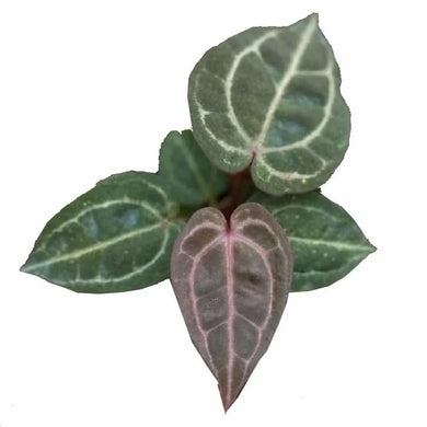 Anthurium (Zara x Michelle) x (Zara x Michelle) hybrid with dark velvety leaves and prominent veins