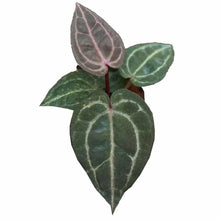 Load image into Gallery viewer, Anthurium (Zara x Michelle) x (Zara x Michelle) hybrid with dark velvety leaves and prominent veins
