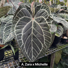 Load image into Gallery viewer, Anthurium (Zara x Michelle) x (Zara x Michelle) hybrid with dark velvety leaves and prominent veins
