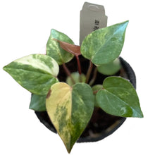 Load image into Gallery viewer, Anthurium andreanum hybrid variegated with multicolor heart-shaped leaves
