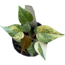 Load image into Gallery viewer, Anthurium andreanum hybrid variegated with multicolor heart-shaped leaves
