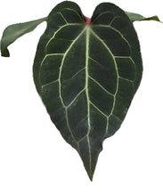Load image into Gallery viewer, Close-up of Anthurium besseae aff x besseae aff with dark velvety foliage and bright white veins
