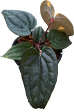 Load image into Gallery viewer, Anthurium besseae aff x luxurians with heart-shaped, dark green, quilted foliage.
