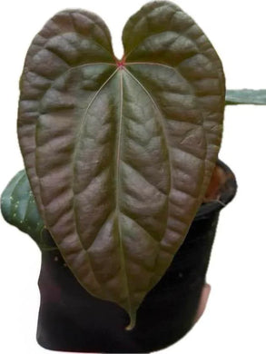 Anthurium besseae aff x luxurians with heart-shaped, dark green, quilted foliage.
