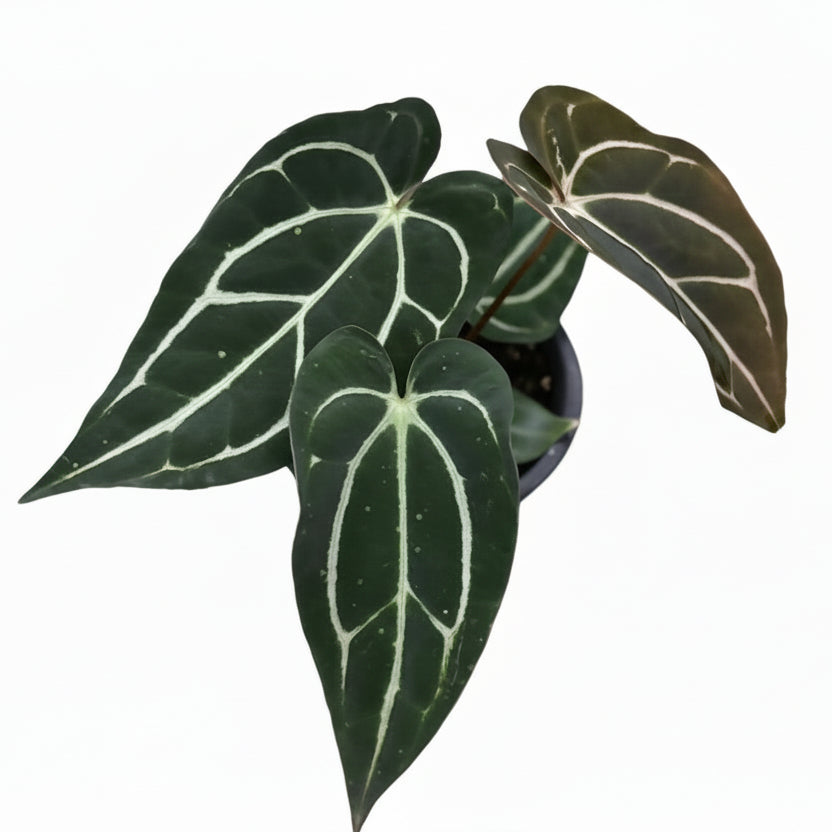 anthurium carla blackii Anthurium carlablackiae #3145