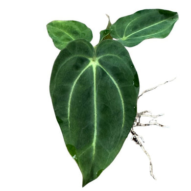 Anthurium carlablackiae × carlablackiae displaying a single velvety, dark-green, heart-shaped leaf with pale contrasting veins and exposed aerial roots from the stem