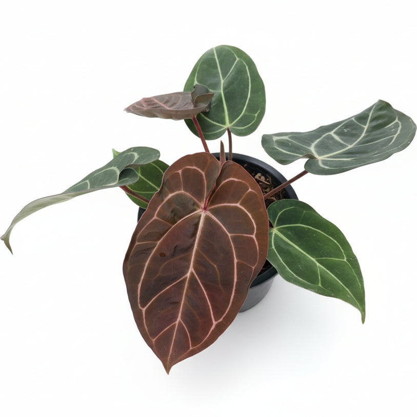 Anthurium Carlablackiae x Red Crystallinum - TEG | Rare Hybrid