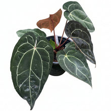 Load image into Gallery viewer, Anthurium carlablackiae x red crystallinum with velvety dark green leaves and bold pale veins.
