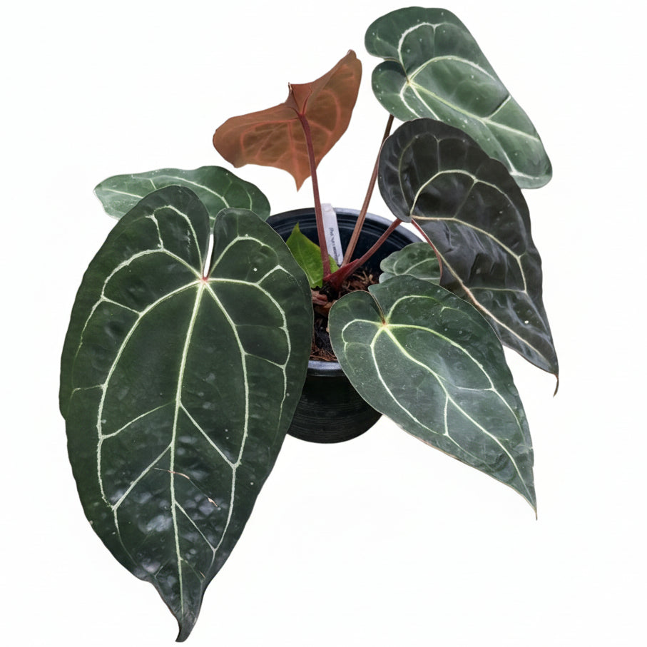 Anthurium Carlablackiae x Red Crystallinum - TEG | Rare Hybrid
