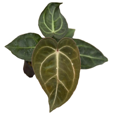 Anthurium carlablackiae x red crystallinum with velvety dark green leaves and bold pale veins.