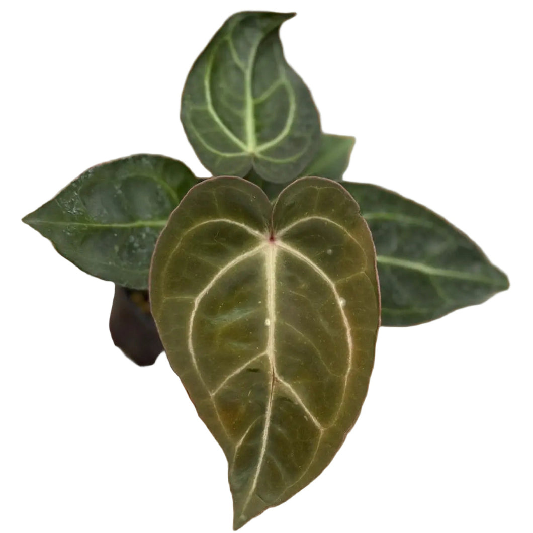 Anthurium carlablackiae x red crystallinum with velvety dark green leaves and bold pale veins.