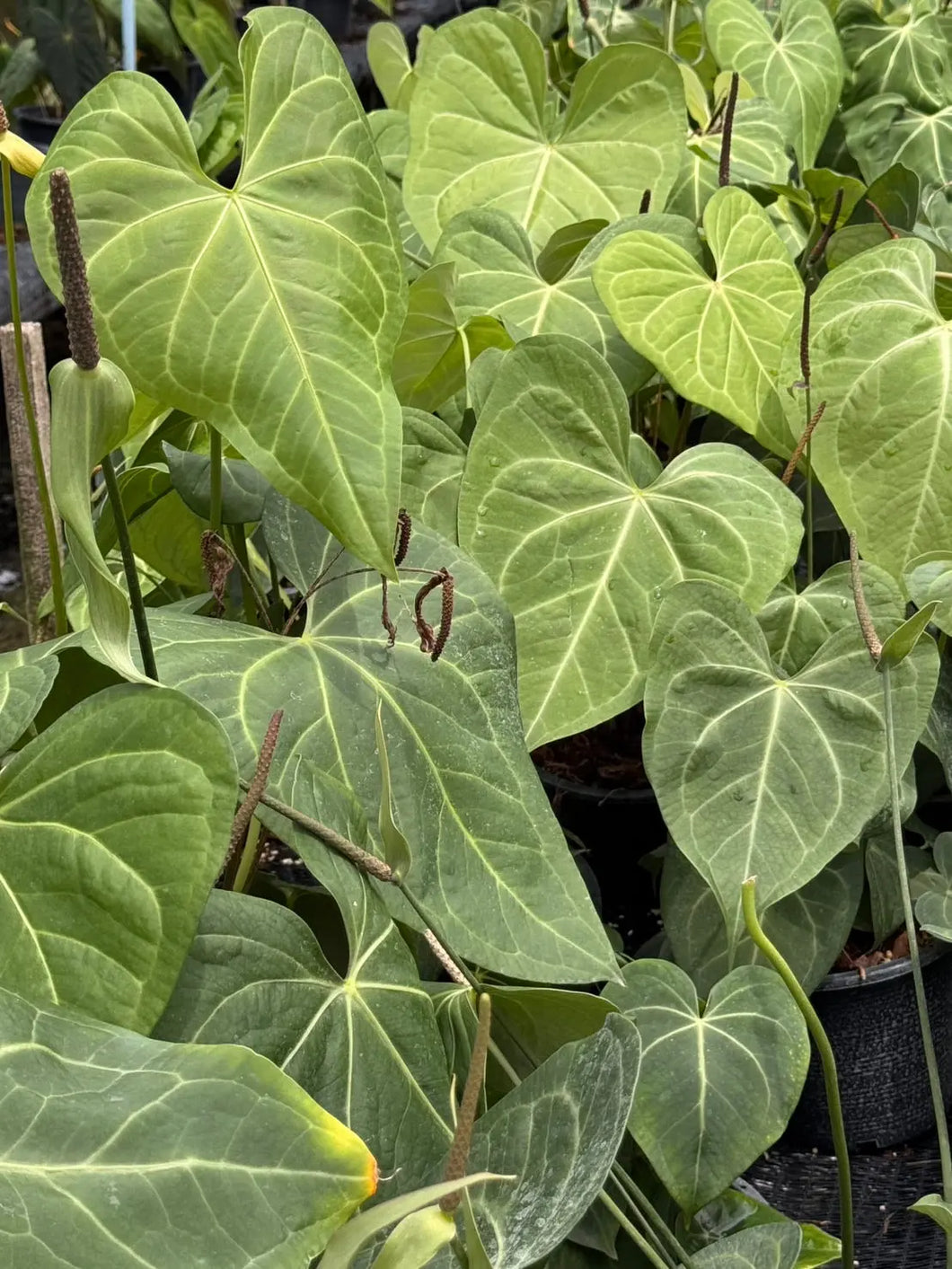 Anthurium clarinervium hybrid with heart-shaped green leaves and bold white veins