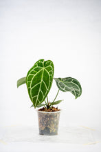 Load image into Gallery viewer, Anthurium crystallinum hybrid (seedling)
