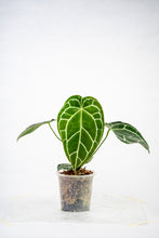 Load image into Gallery viewer, Anthurium crystallinum hybrid (seedling)
