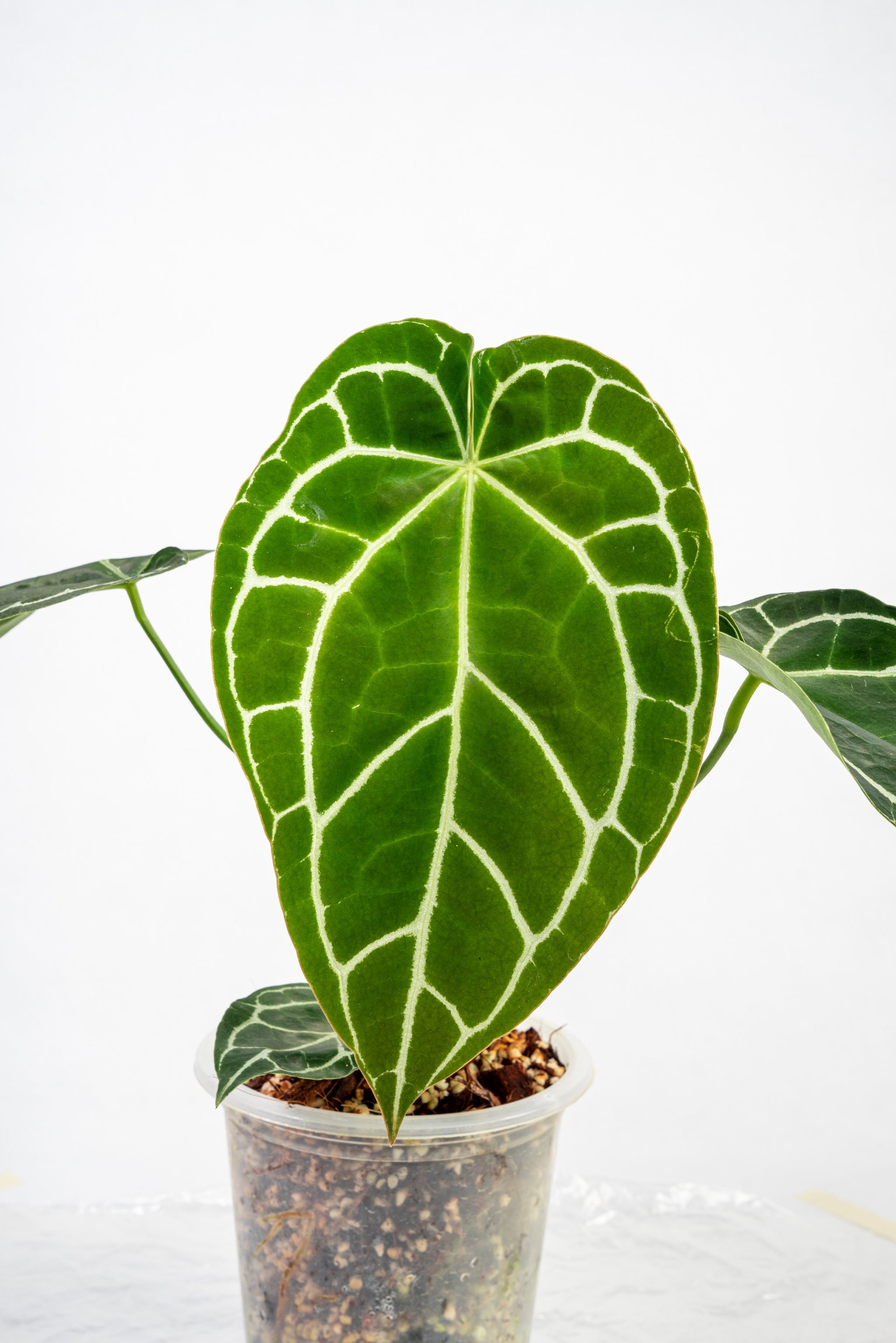 お気にいる hybrid crystallinum Anthurium (seedling) Greenery Exotic Thai – その他観葉植物