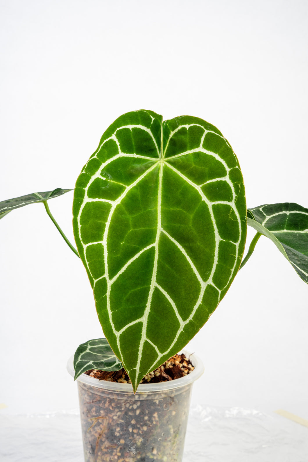 Anthurium crystallinum hybrid (seedling)